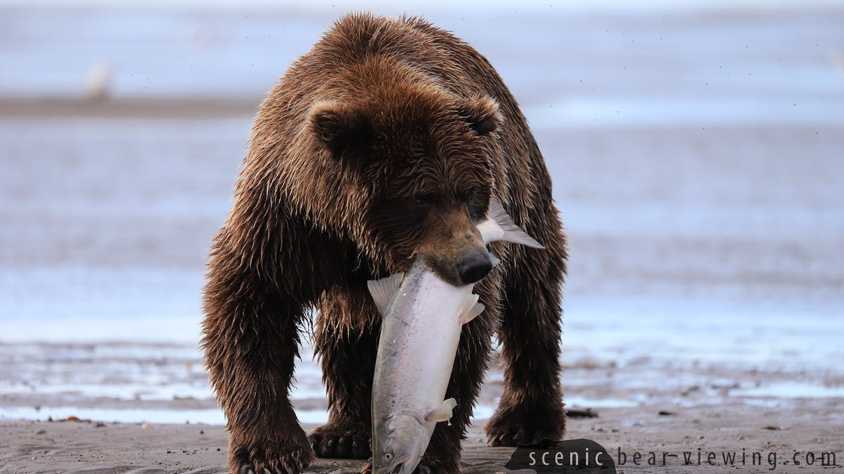 a brown bear walking across a beach next to the water