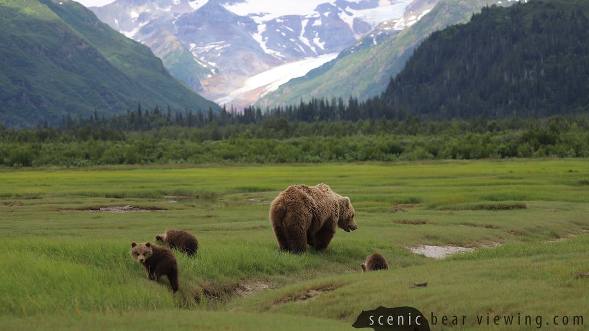 a group of sheep in a field with a mountain in the background